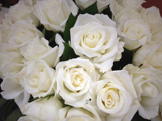 2 DZN Premium White Roses